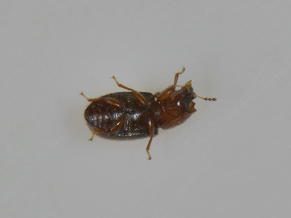 cfr. Ennearthron cornutum - Ciidae